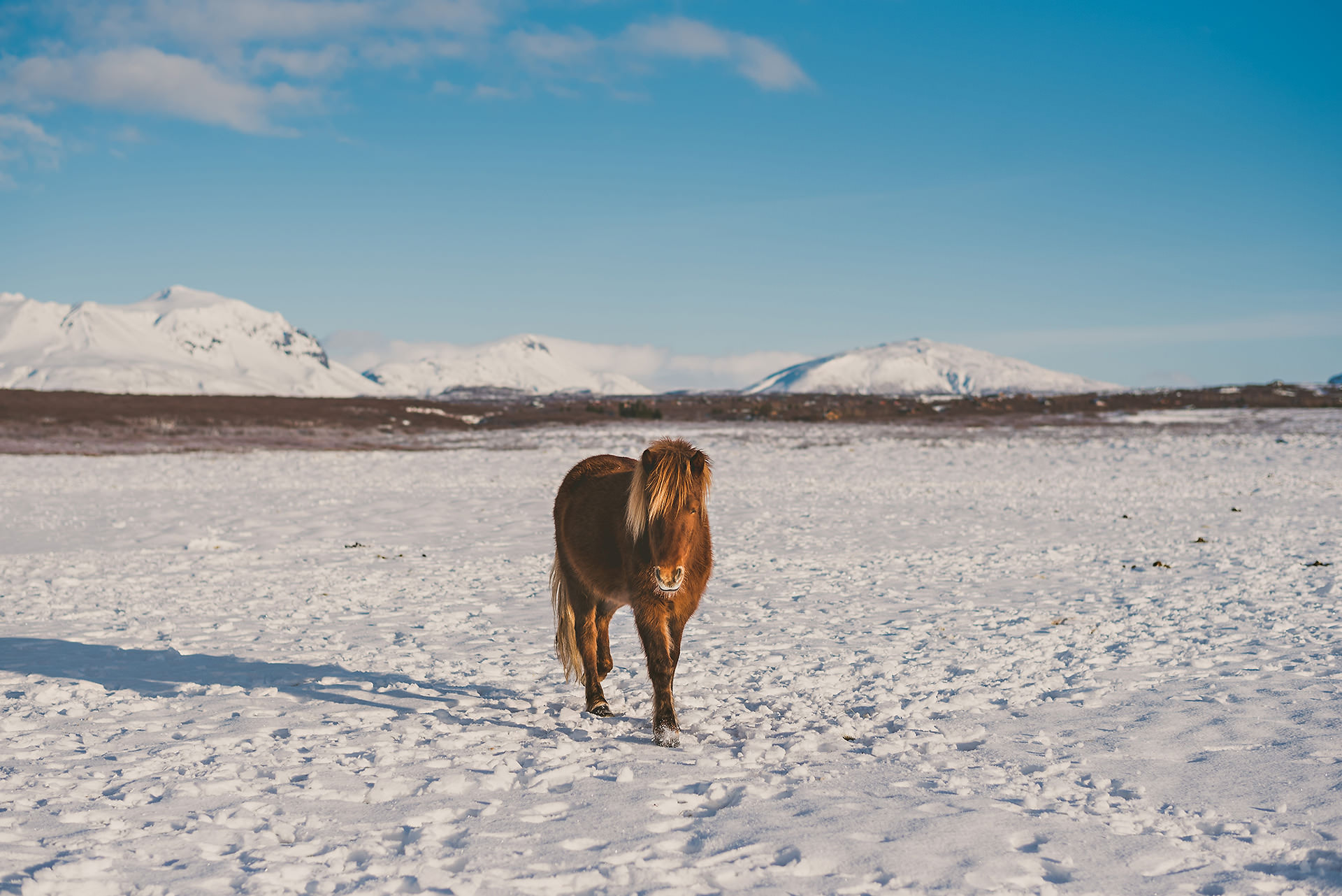 Iceland in Winter Icelandic Horses | bettysliu.com