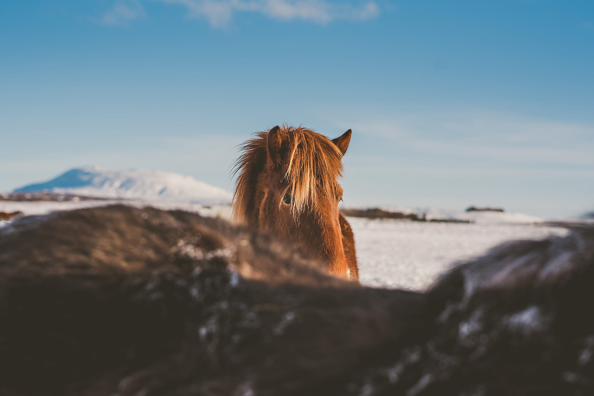 Iceland in Winter Icelandic Horses | bettysliu.com