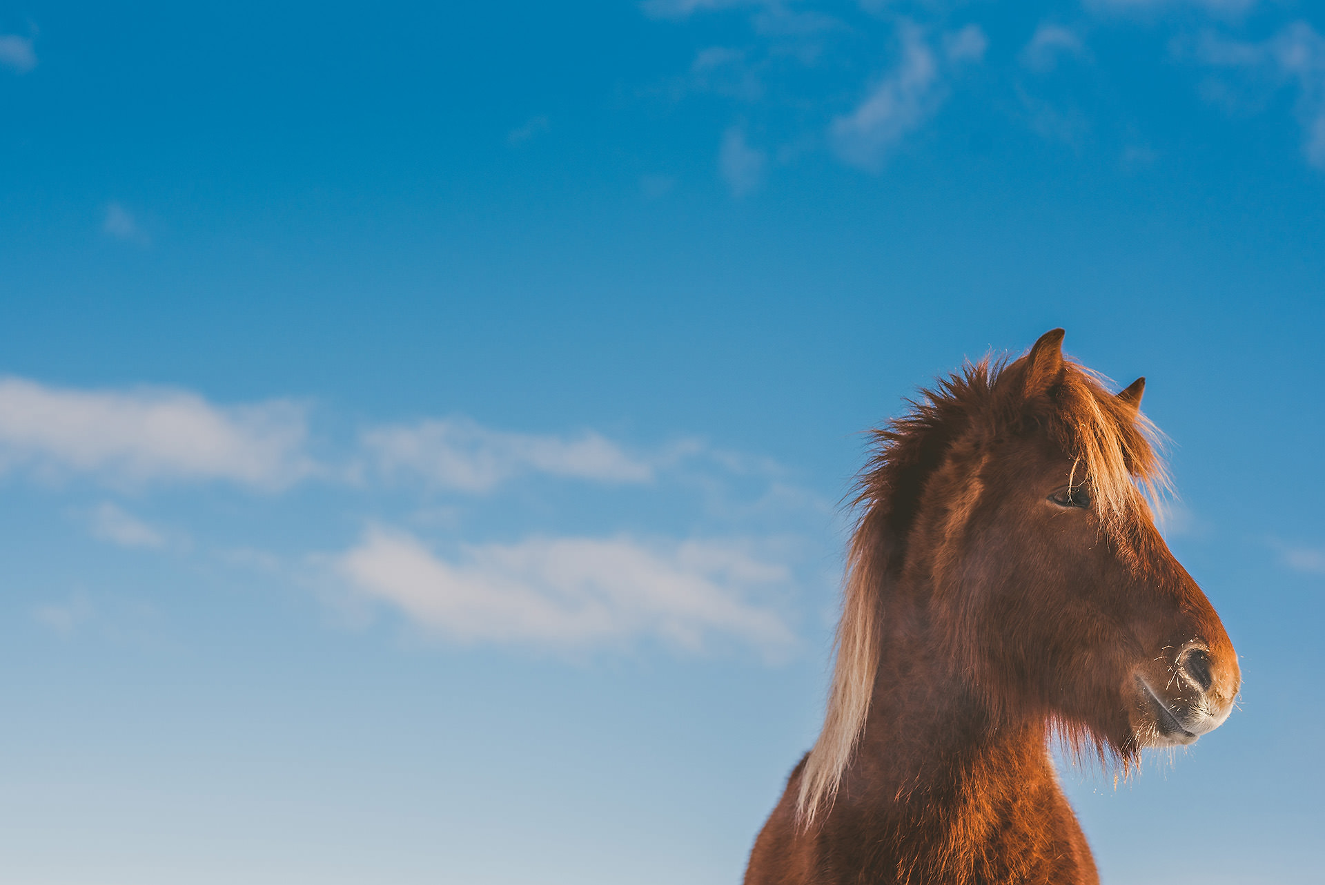 Iceland in Winter Icelandic Horses | bettysliu.com