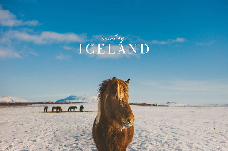 Icelandic Horses in Winter | bettysliu.com