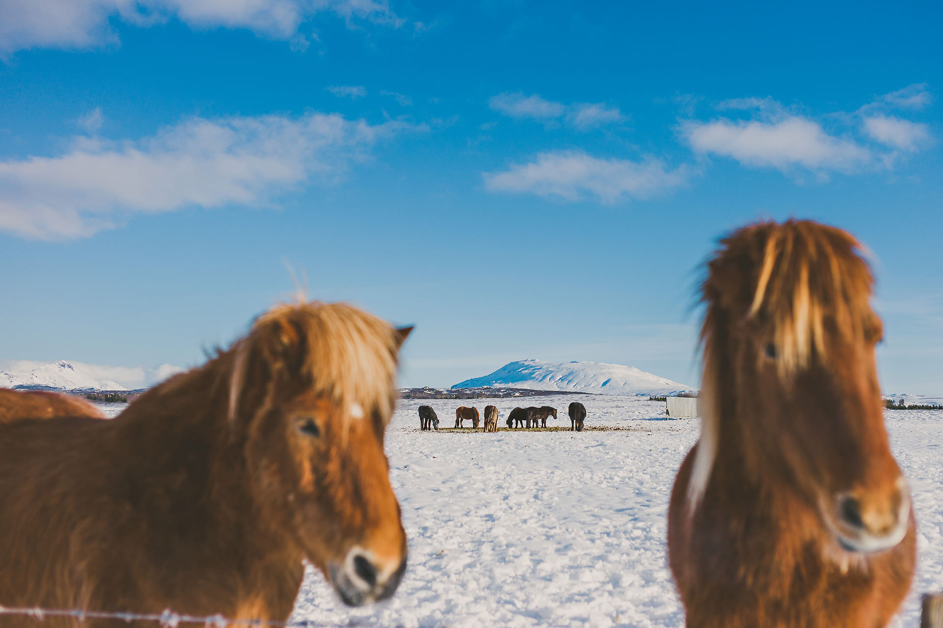 Iceland in Winter Icelandic Horses | bettysliu.com