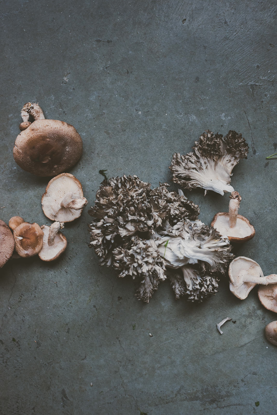 Mushroom Chicken Soup from Adventures in Chicken Cookbook | bettysliu.com