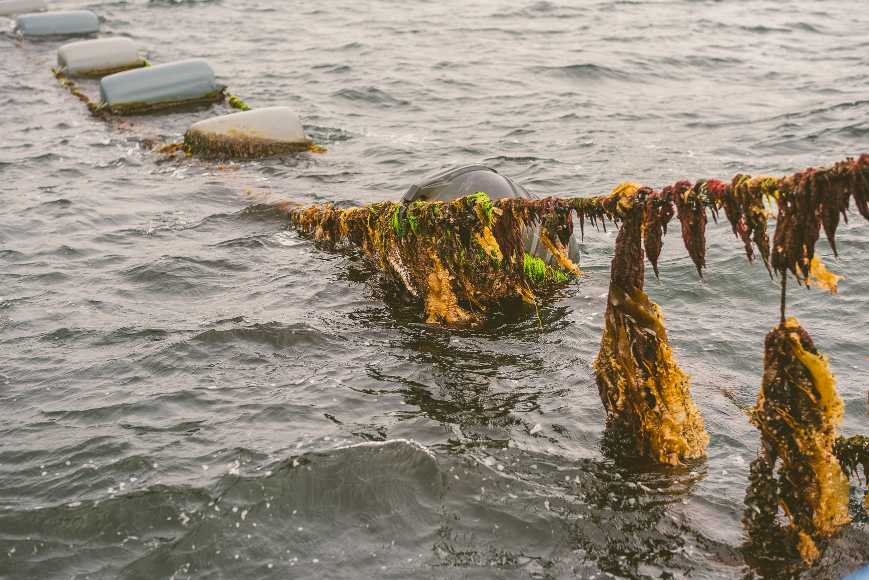 Shetland Island Mussels | bettysliu.com