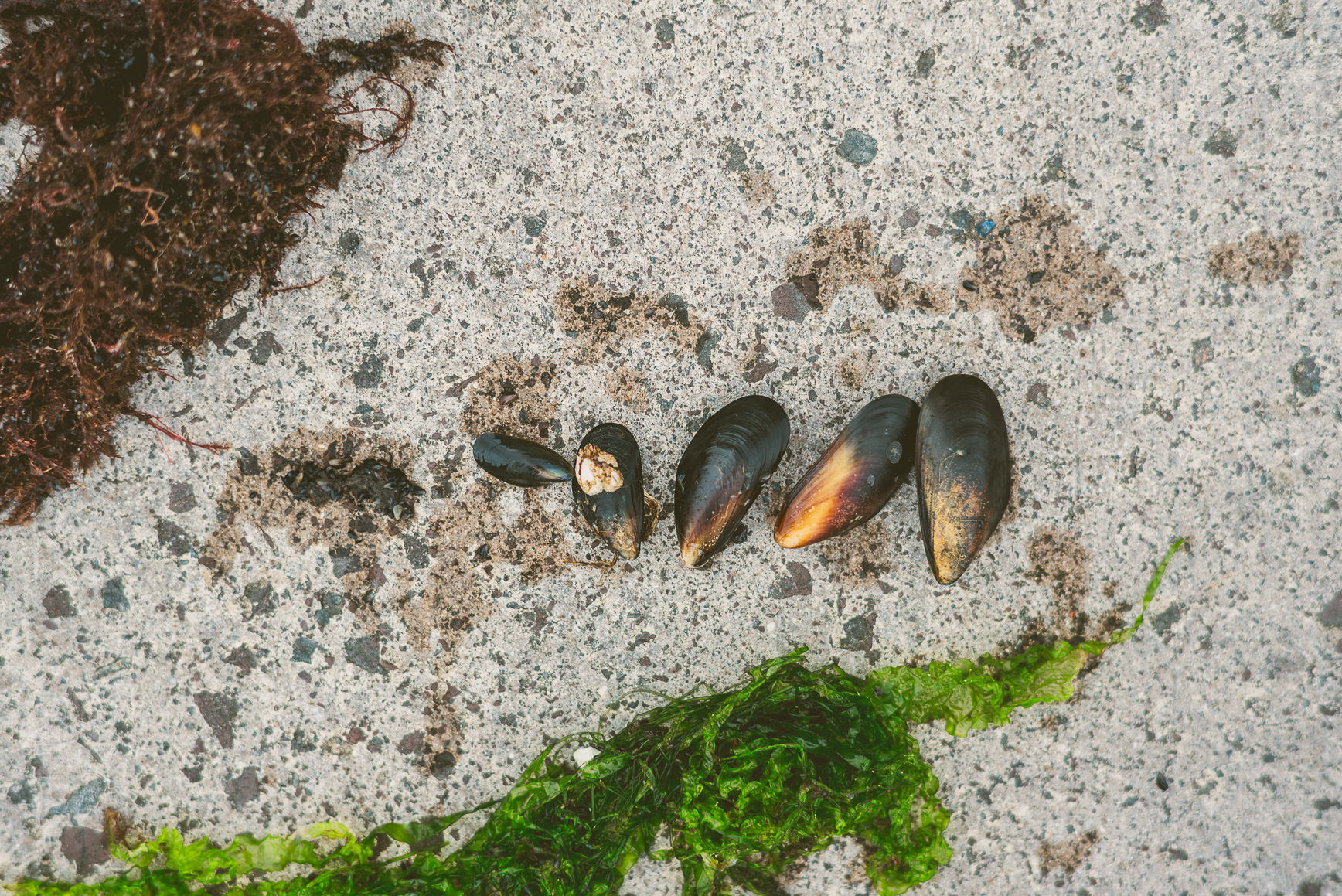 Shetland Island Mussels | bettysliu.com