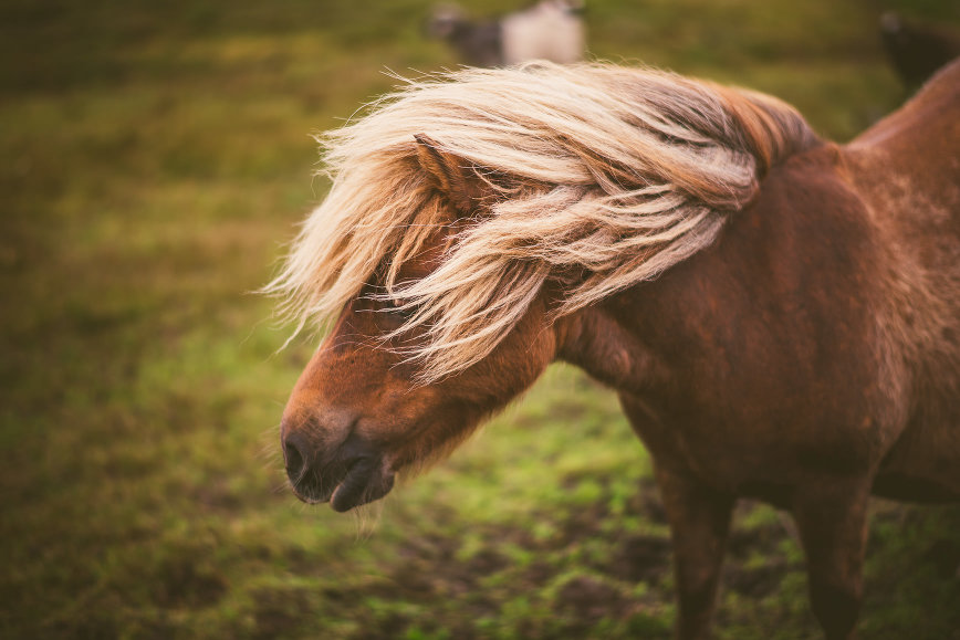 Shetland Pony Epic Mane | bettysliu.com