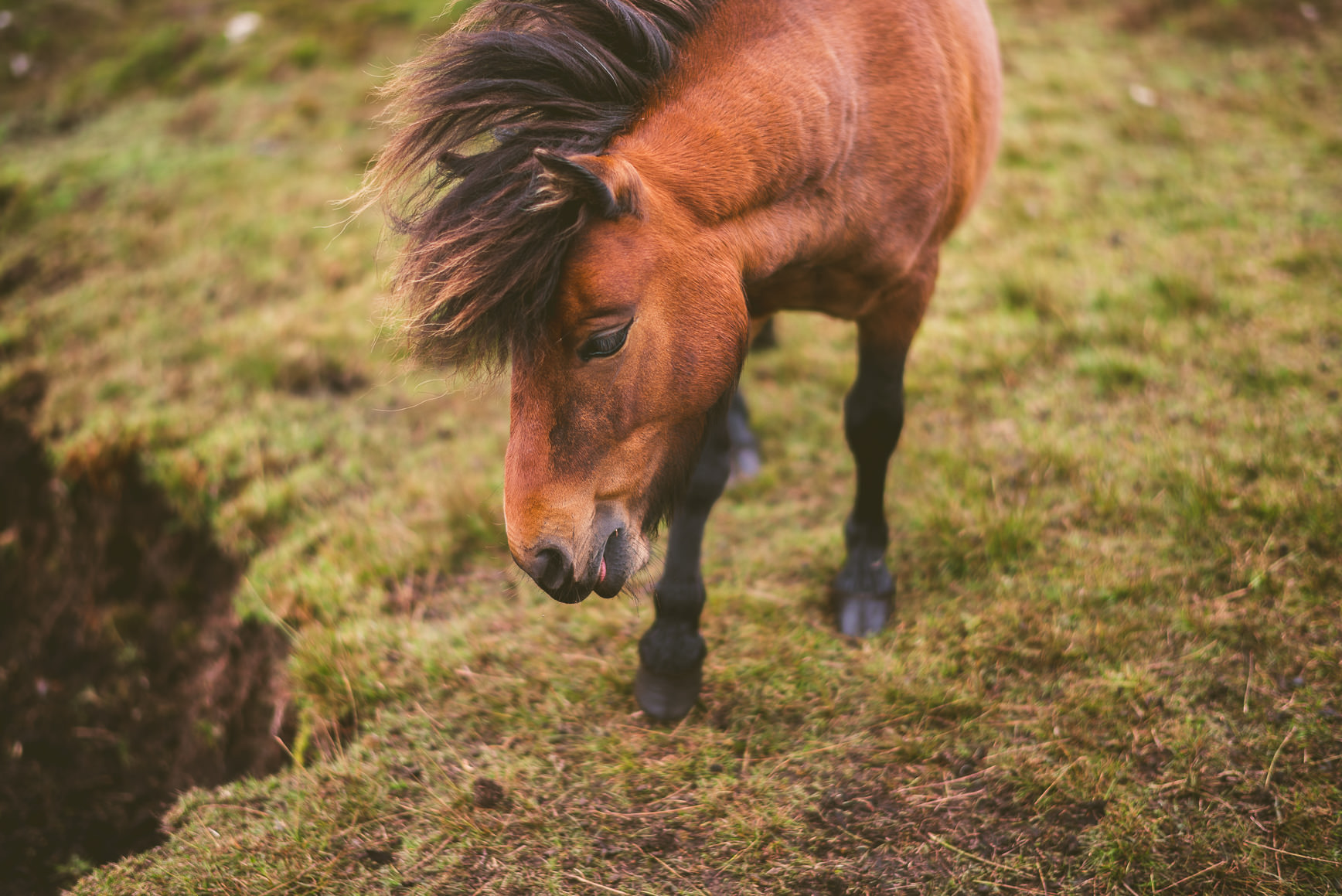 Shetland Pony Epic Mane | bettysliu.com