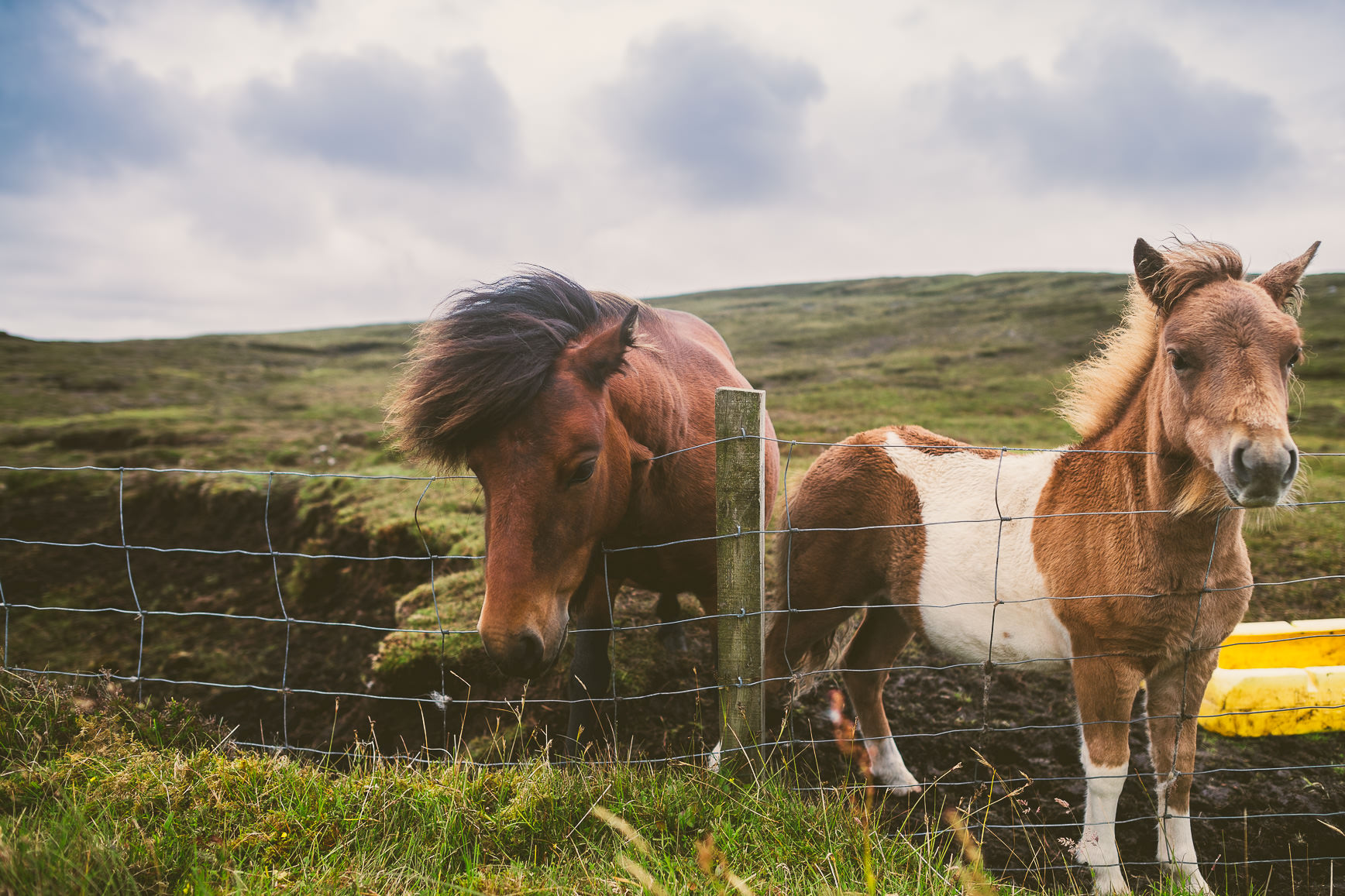 Cute Shetland Ponies | bettysliu.com