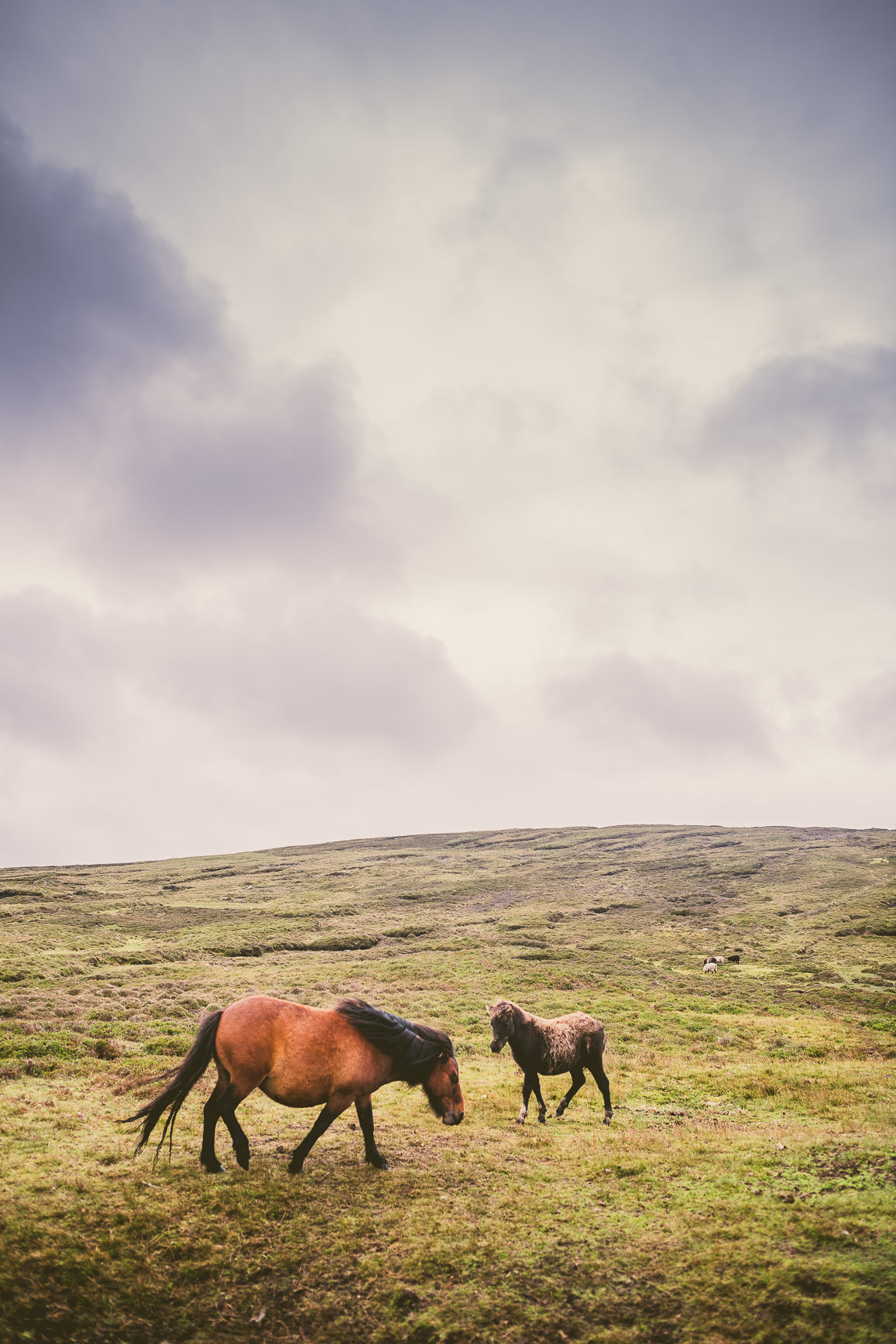 Shetland Ponies in Shetland | bettysliu.com