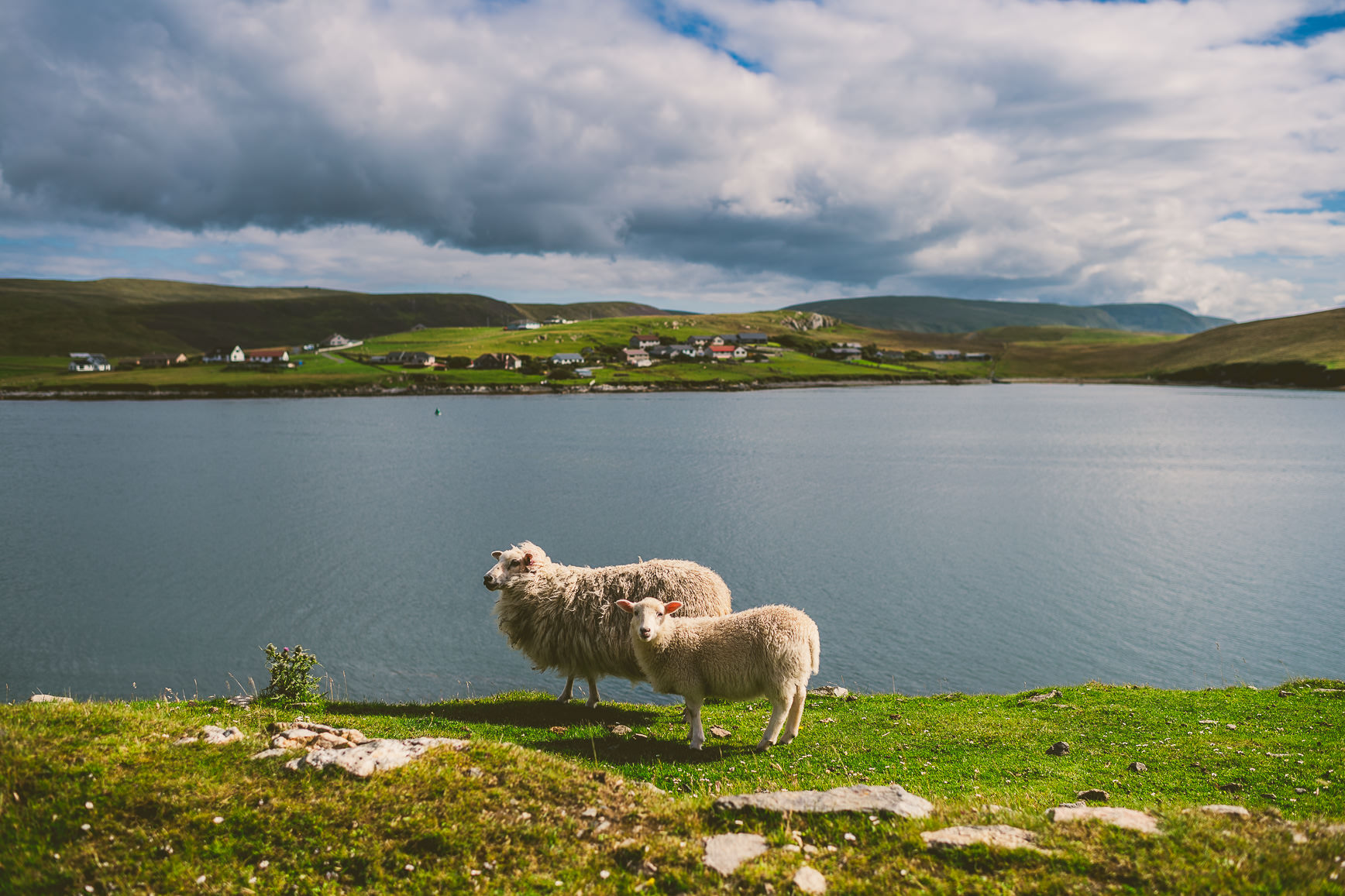 lamb in shetland | bettysliu.com