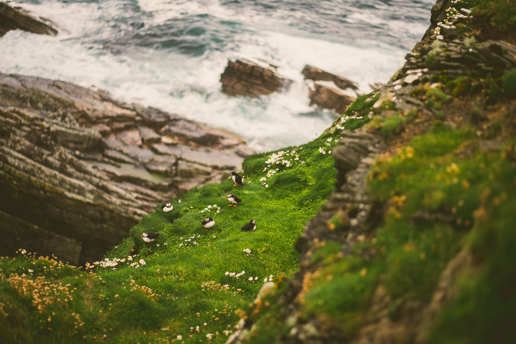 Sumburgh Head Shetland | bettysliu.com