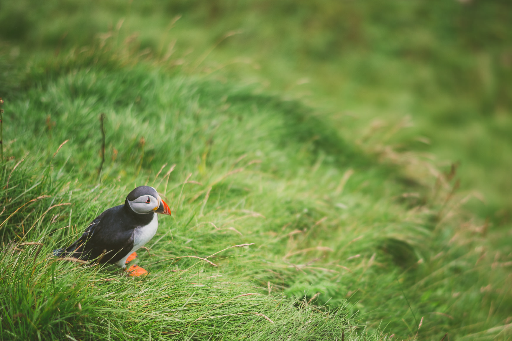 Puffins in Shetland Islands | bettysliu.com