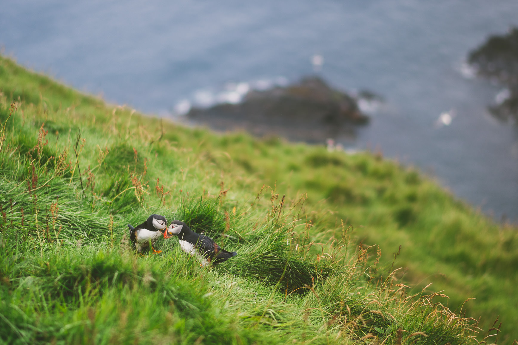 Sumburgh Head Shetland | bettysliu.com