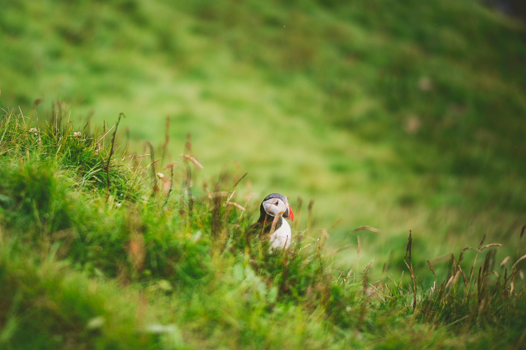 Sumburgh Head Shetland | bettysliu.com