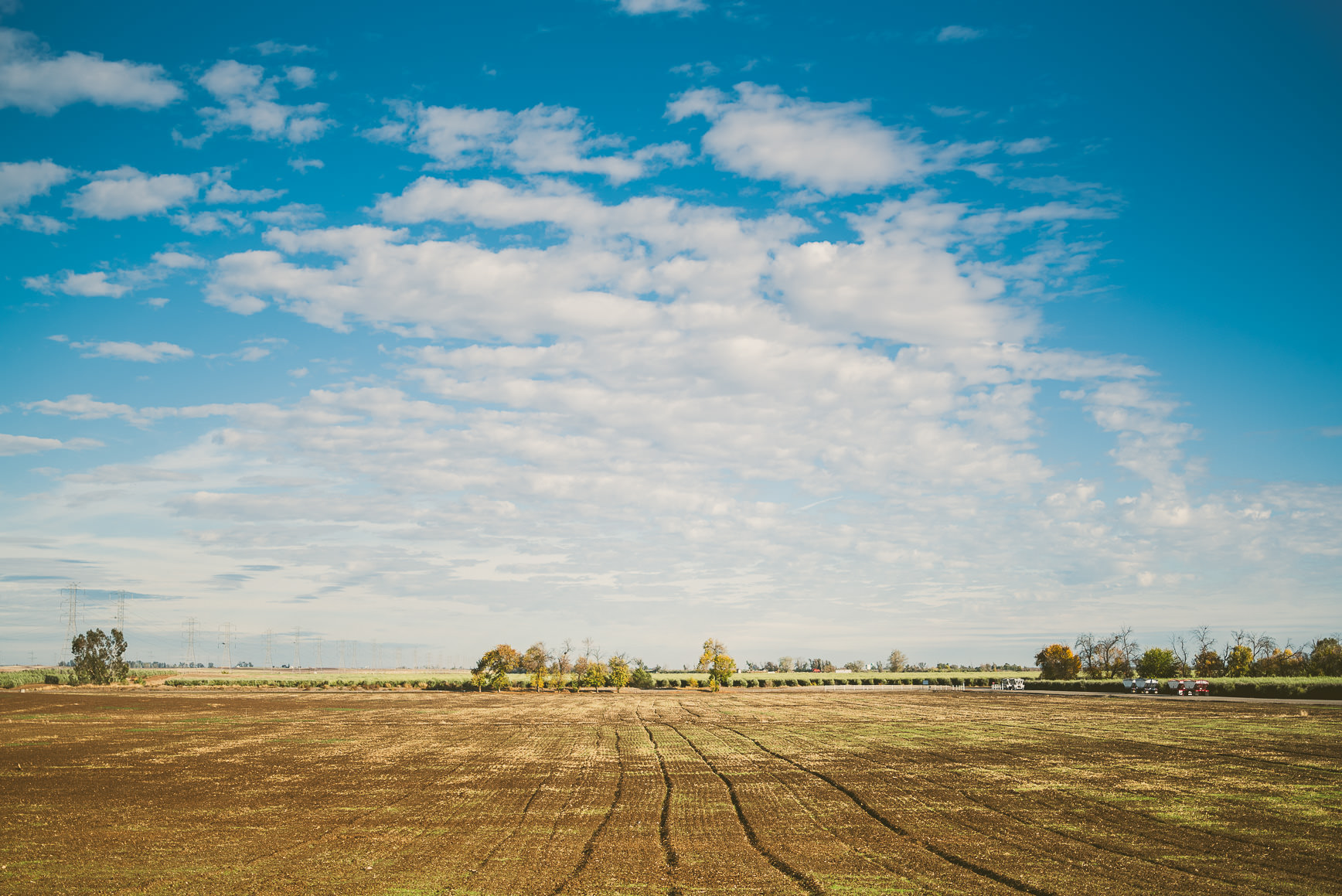 California Olive Oil Harvest Sacramento | bettysliu.com