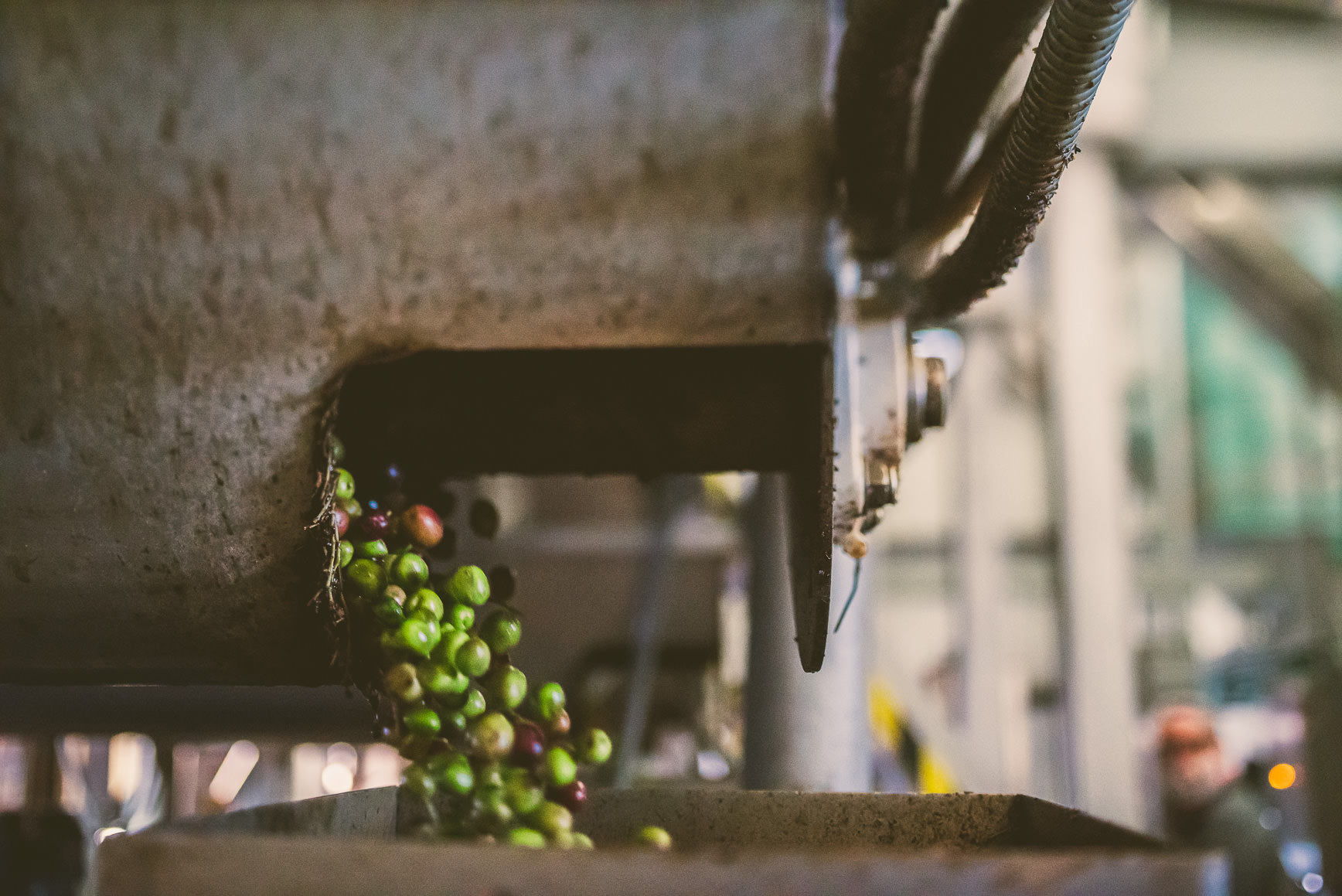 California Olive Oil Harvest Sacramento | bettysliu.com