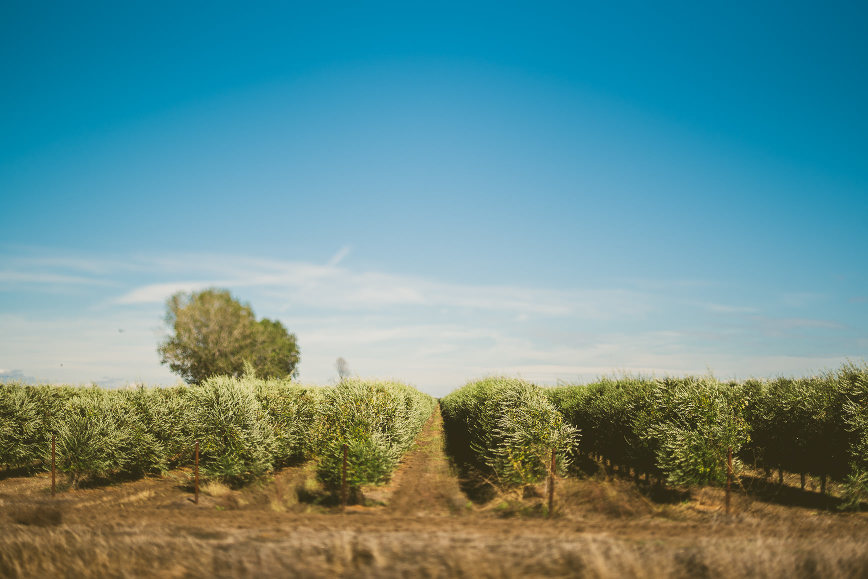 California Olive Oil Harvest Sacramento | bettysliu.com