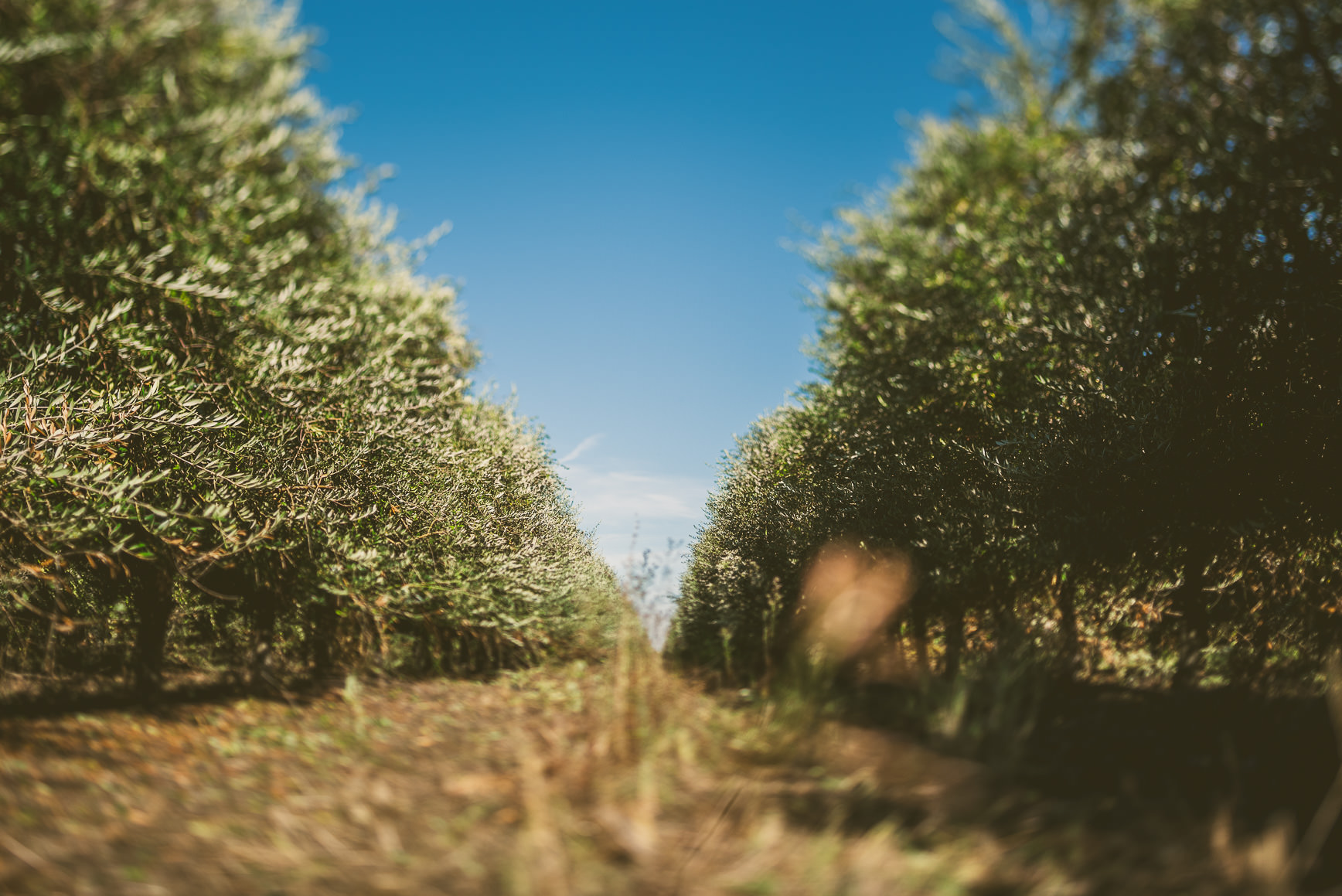 California Olive Oil Harvest Sacramento | bettysliu.com