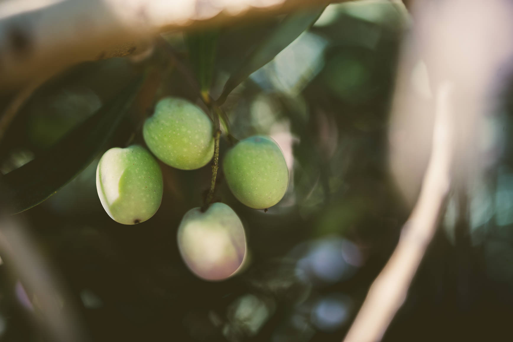 California Olive Oil Harvest Sacramento | bettysliu.com