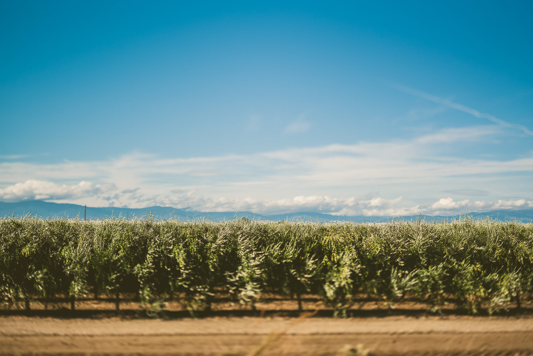 California Olive Oil Harvest Sacramento | bettysliu.com