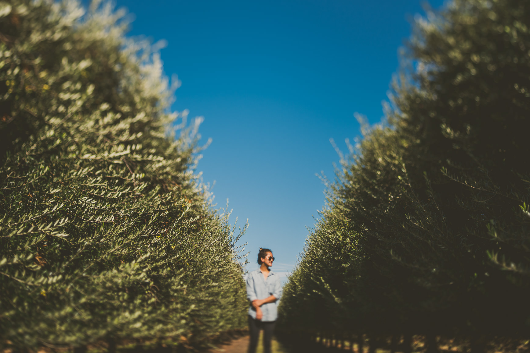 California Olive Oil Harvest Sacramento | bettysliu.com