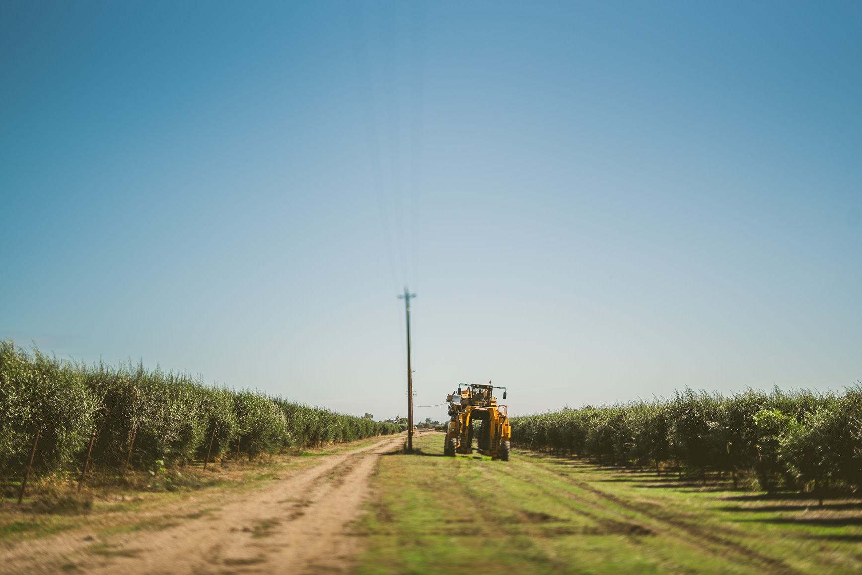 California Olive Oil Harvest Sacramento | bettysliu.com