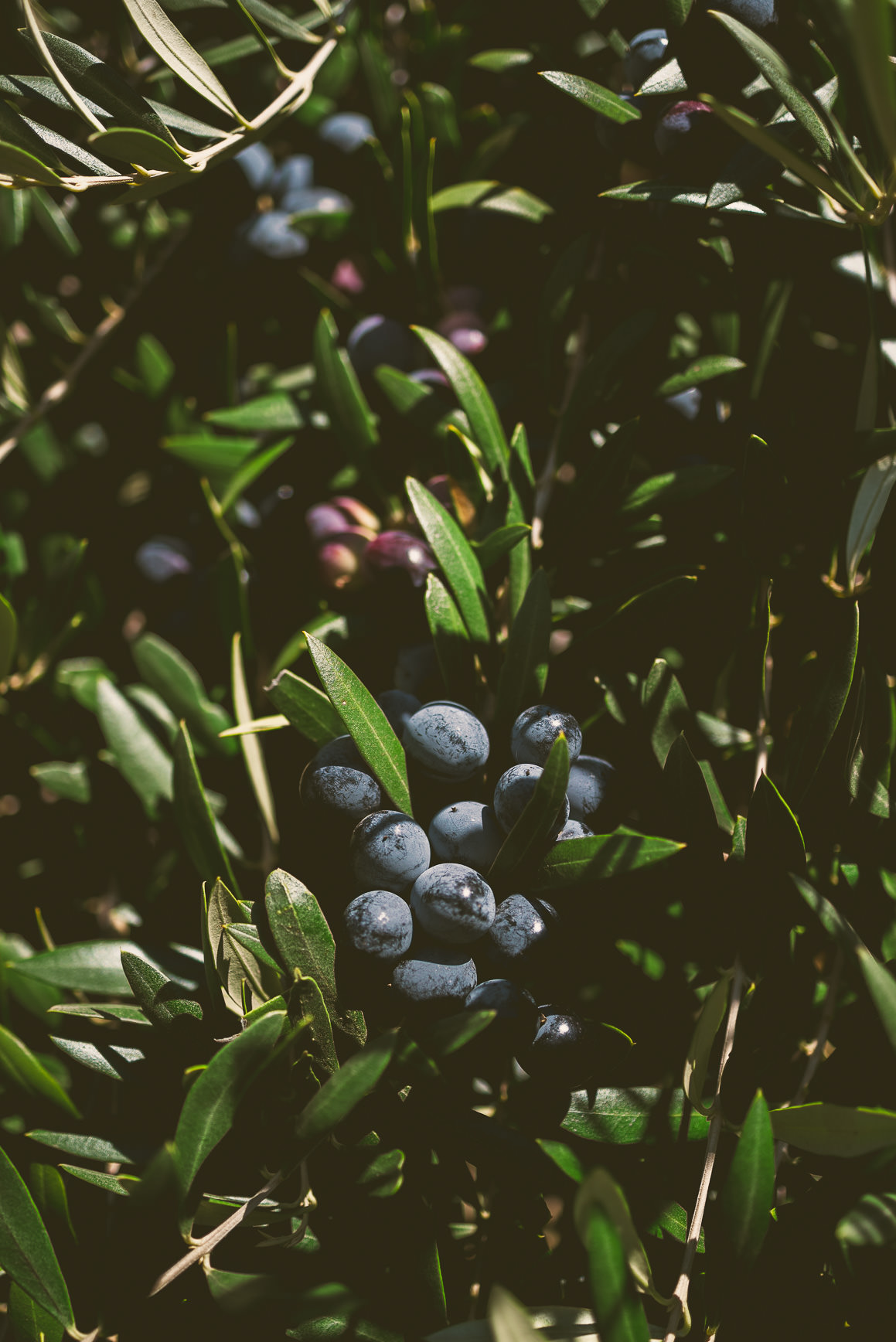 California Olive Oil Harvest Sacramento | bettysliu.com