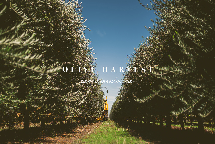 California Olive Oil Harvest | bettysliu.com