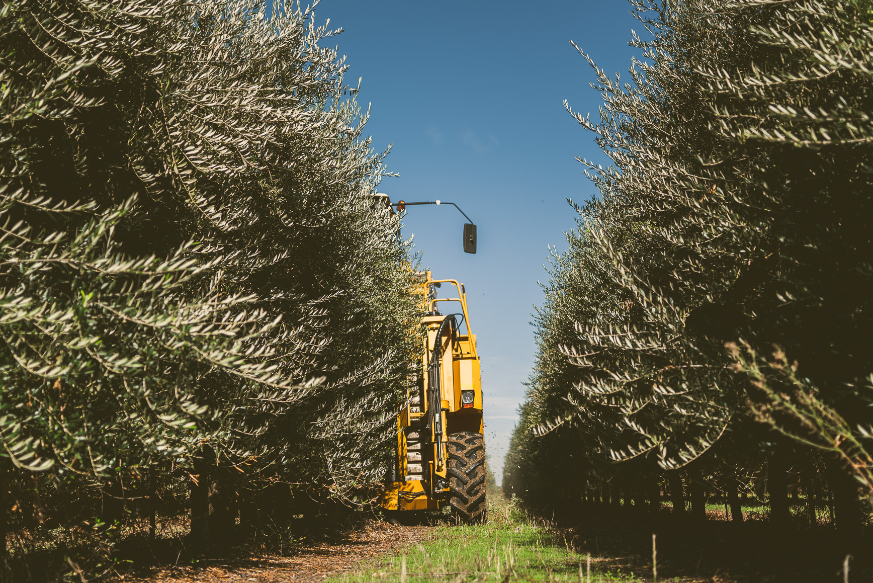 California Olive Oil Harvest Sacramento | bettysliu.com