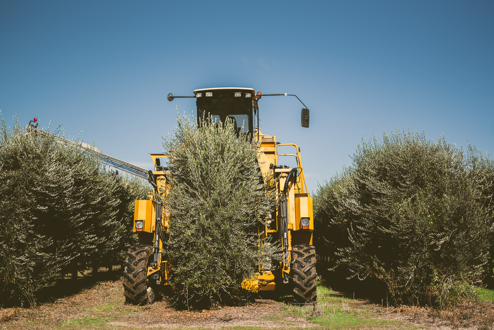 California Olive Oil Harvest Sacramento | bettysliu.com