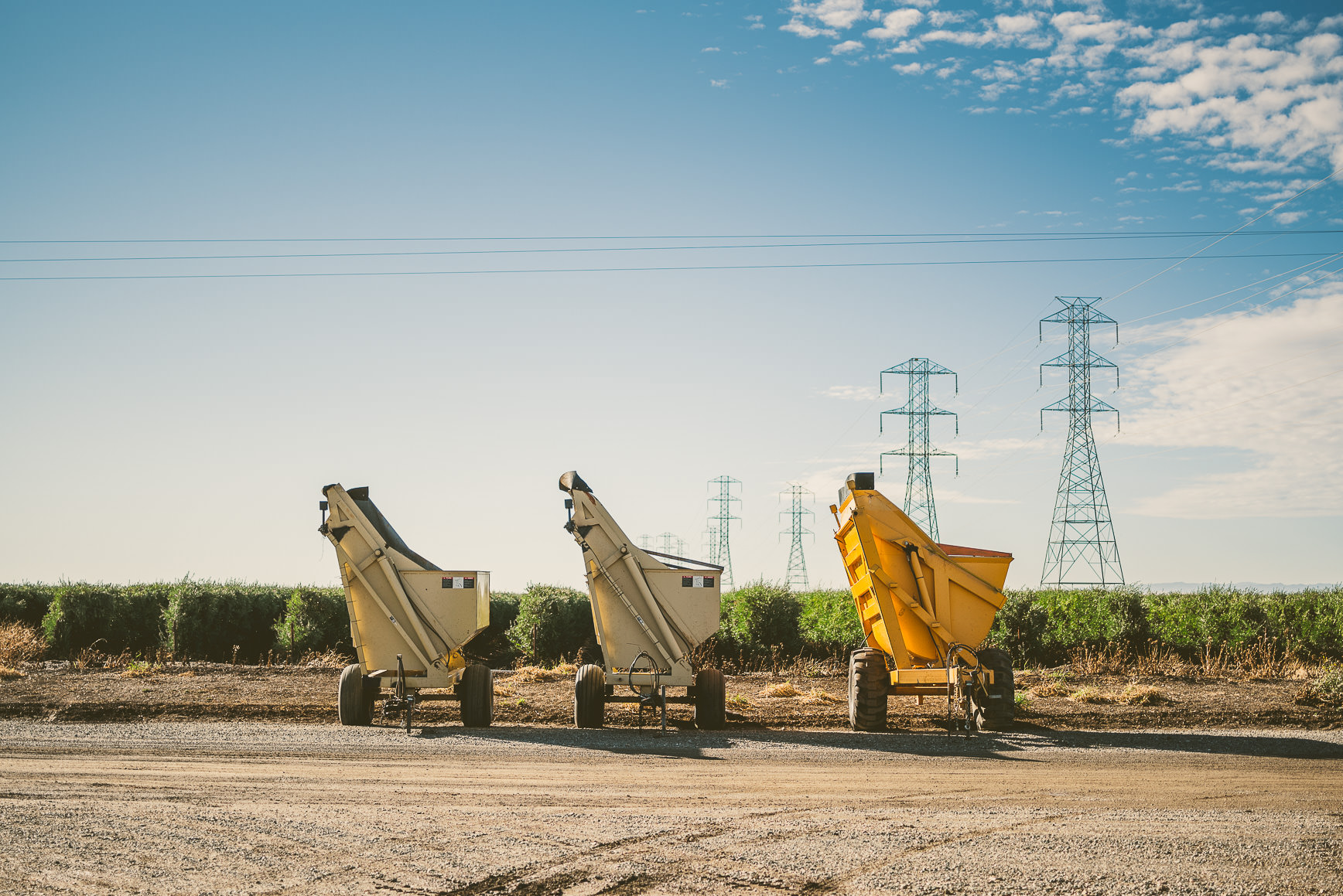 California Olive Oil Harvest Sacramento | bettysliu.com