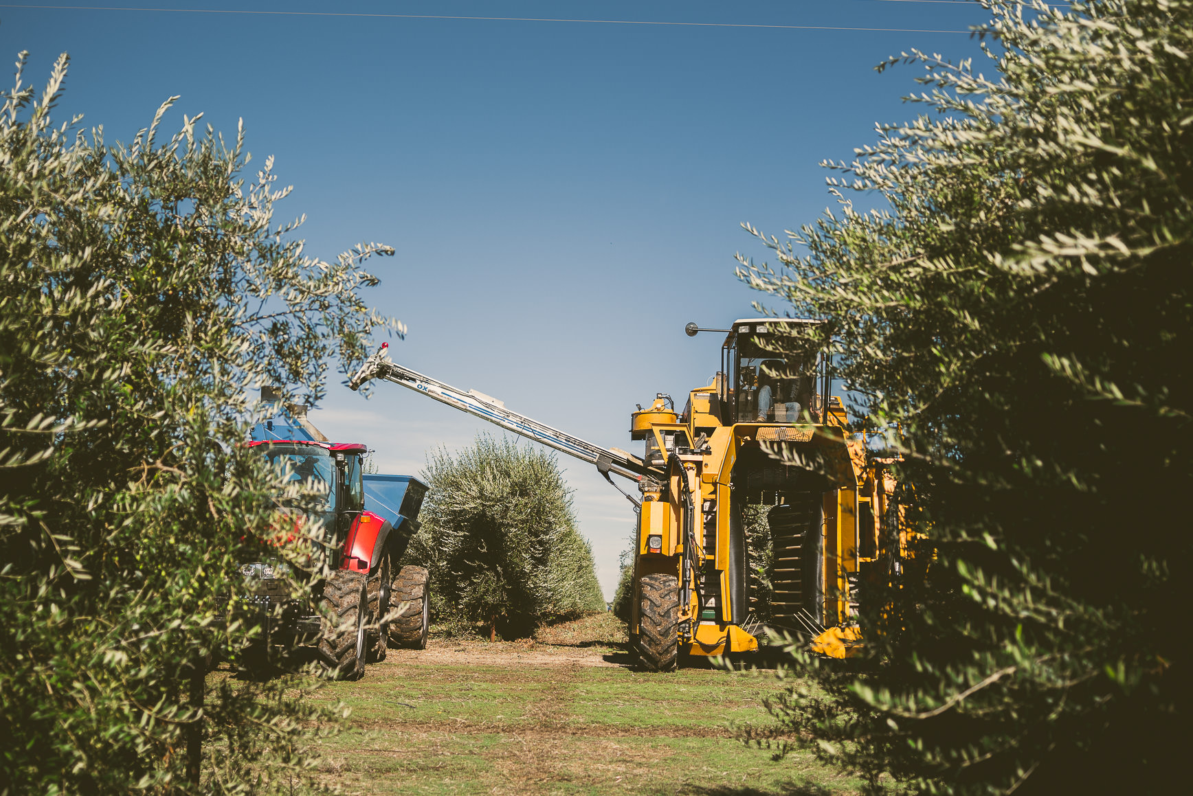 California Olive Oil Harvest Sacramento | bettysliu.com