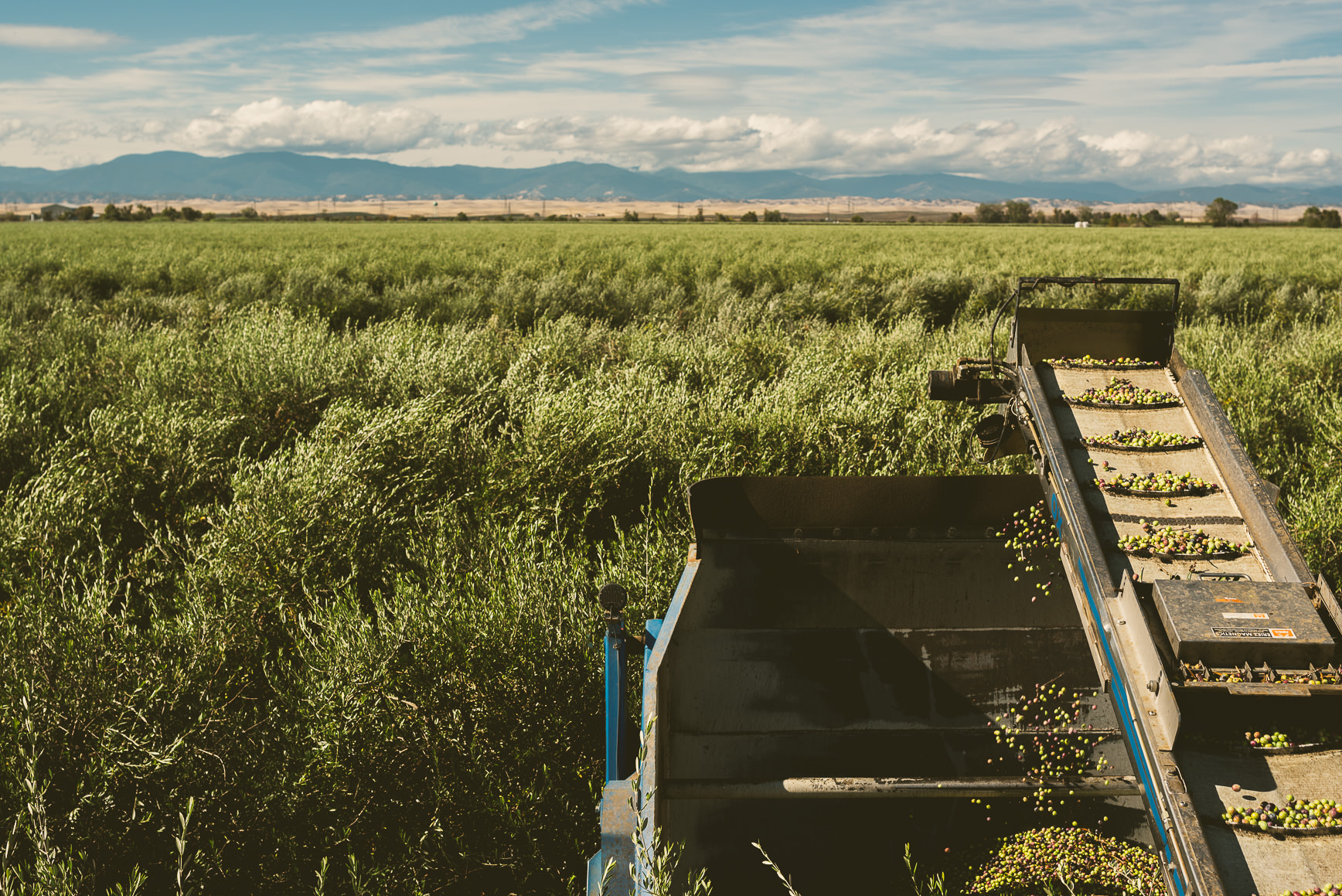 California Olive Oil Harvest Sacramento | bettysliu.com