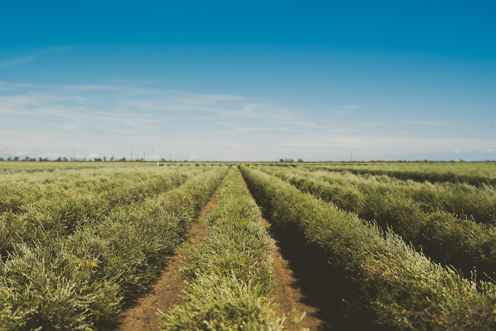 California Olive Oil Harvest Sacramento | bettysliu.com