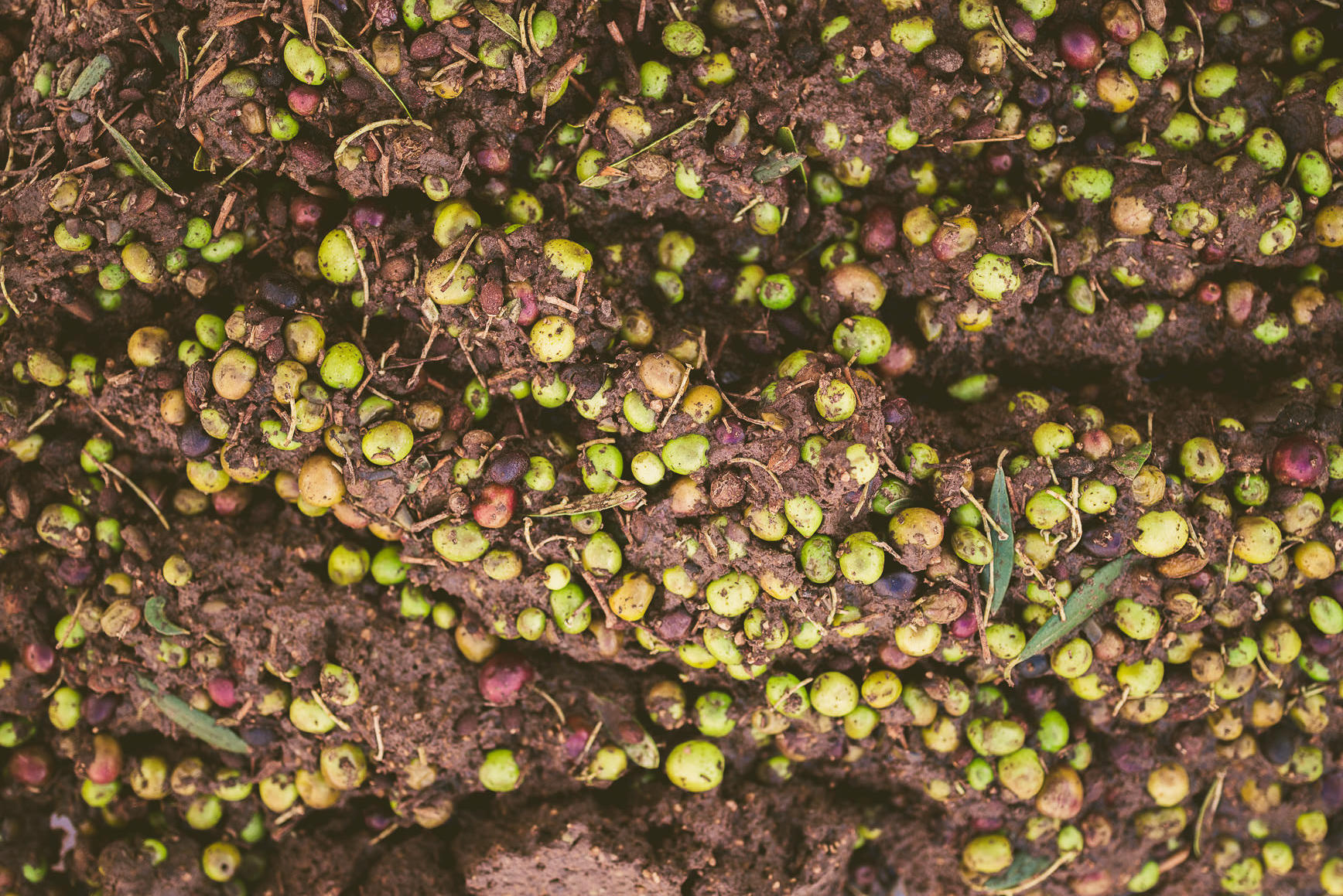 California Olive Oil Harvest Sacramento | bettysliu.com