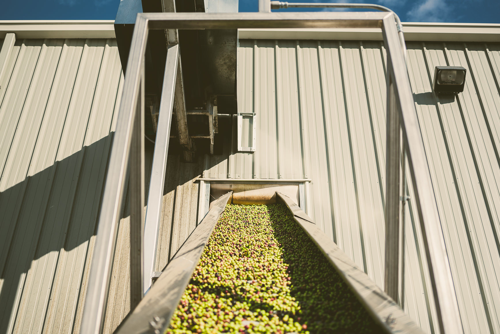 California Olive Oil Harvest Sacramento | bettysliu.com