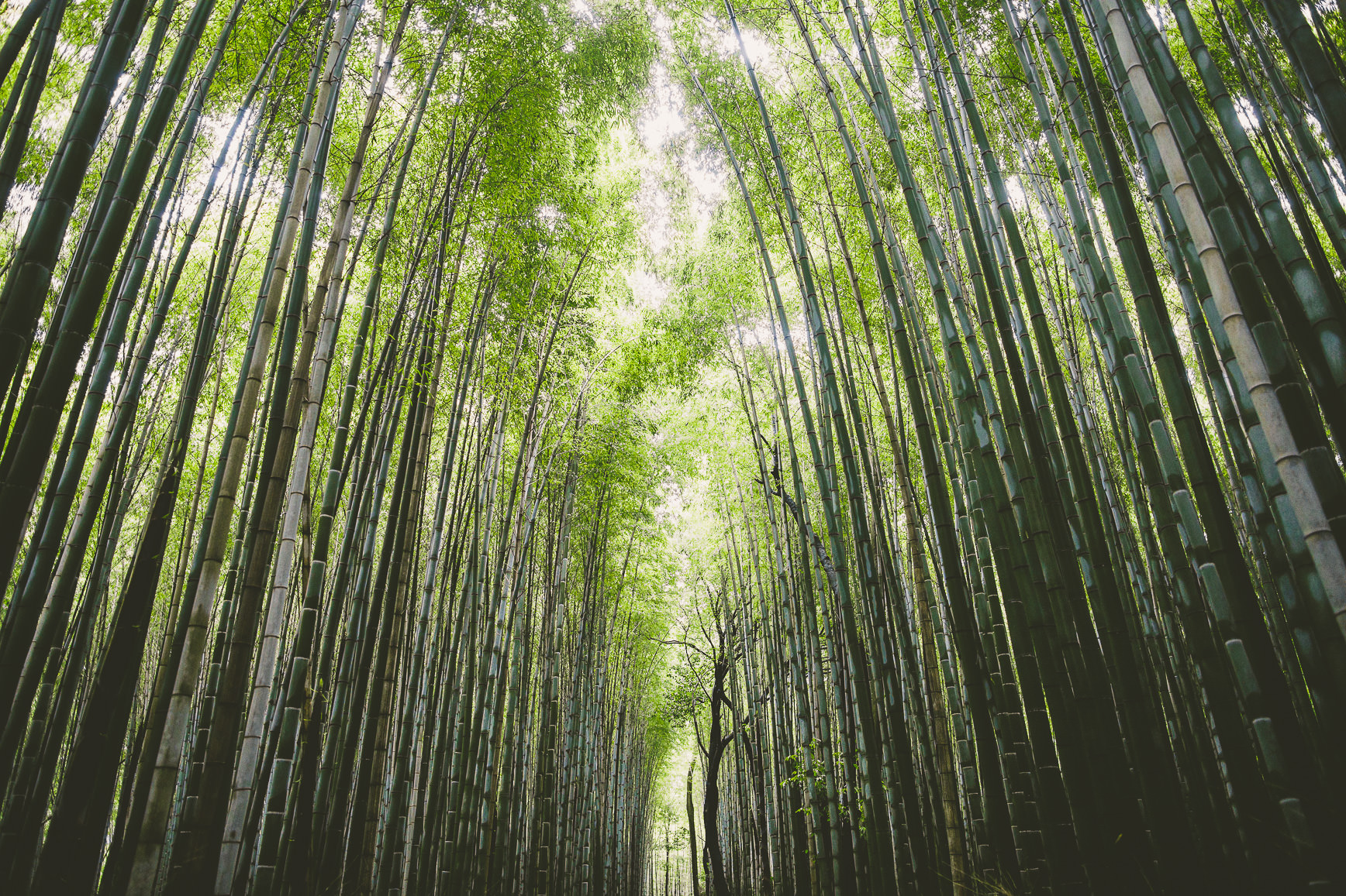 Kyoto Arashiyama Sagano Road | bettysliu.com